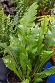 ASPLENIUM CAMPIO