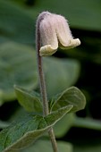 CLEMATIS CONTILIS