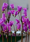 DODECATHEON RED WINGS