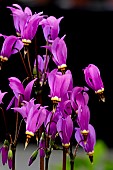 DODECATHEON RED WINGS