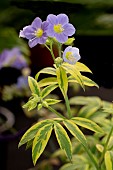 POLEMONIUM GOLDEN FEATHERS PBR