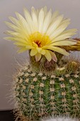 NOTOCACTUS SUCCINEUS