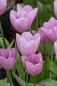 TULIPA SILVER CLOUD