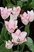 TULIPA BEAUTY TREND