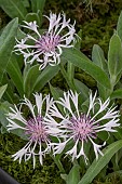 CENTAUREA MONTANA CARNEA
