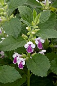 MELITUS MELISSOPHYLLUM ROYAL VELVET DISTICTION