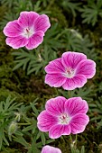 GERANIUM ELKE