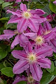 CLEMATIS ABILENE