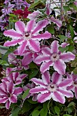 CLEMATIS SOUVENIR DU CAPITAINE THUILLEAUX