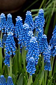 MUSCARI JOYCE SPIRIT