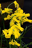 NARCISSUS LITTLE EMMA