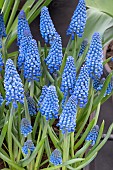 MUSCARI LINDSEY