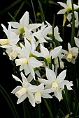 NARCISSUS TOTO