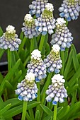 MUSCARI MOUNTAIN LADY