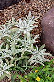 LEONTIPODIUM ALPINA GLOBLOCKNER