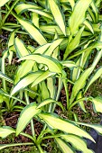 HOSTA SIZZLE