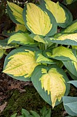 HOSTA FORBIDDEN FRUIT