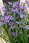 SISYRINCHIUM E.K.BALLS
