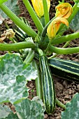 COURGETTE SAFARI F1