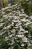 VIBURNUM PLICATUM PINK BEAUTY
