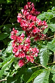 AESCULAS HIPPCASTANUM BRIOTII