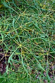 AESCULAS HIPPOCASTUM LACINIATA