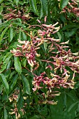 AESCULAS PARVIA VAR. PARVIA