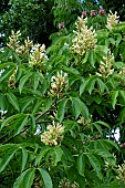 AESCULAS NEGLECTA AUTUMN FIRE