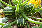 COURGETTE ECLIPSE F1