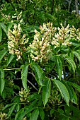 AESCULAS NEGLECTA AUTUMN FIRE