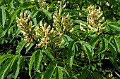 AESCULAS NEGLECTA AUTUMN FIRE