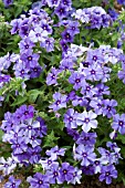 PHLOX MOODY BLUES