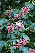 AESCULAS X CARNEA ROSEUM