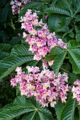 AESCULAS X PLANTIERIENSIS