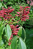 AESCULAS  SPLENDENS