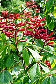 AESCULAS SPLENDENS
