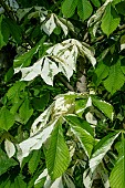 AESCULAS HIPPOCASTANUM STOCKFIELD STATION