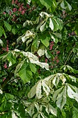 AESCULAS HIPPOCASTANUM STOCKFIELD STATION