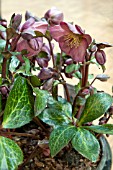 HELLEBORUS PENNYS PINK