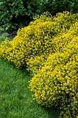 GENISTA LYDIA