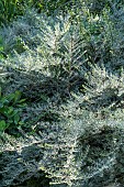 LIGUSTRINA YUNNANENSE VAR. SILVER BEAUTY