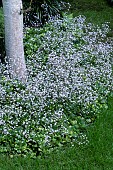 SAXIFRAGA UMBROSA VARIEGATA