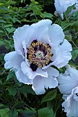 PAEONIA ROCKII