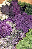 BRASSICAS, CABBAGES AND KALE  NEW VARIETIES WITH COLOUR BRED IN