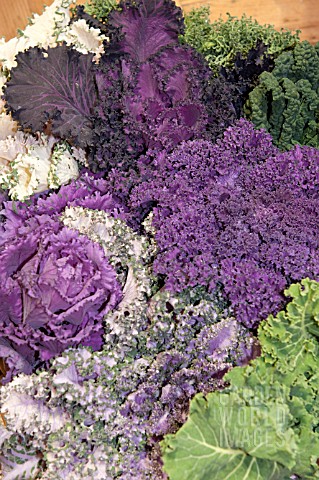 BRASSICAS_CABBAGES_AND_KALE__NEW_VARIETIES_WITH_COLOUR_BRED_IN