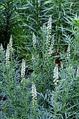 RESEDA ALBA