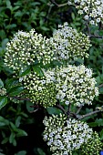 VIBURNUM CONGESTUM