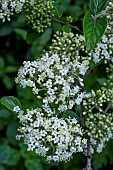 VIBURNUM CONGESTUM