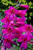 GLADIOLUS COMMUNIS SUBSP. BYZANTINUS