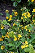 PHLOMIS LEUCOPHRACTA
